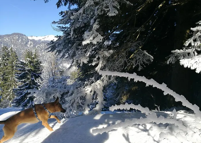 Apartment Glockenhof Walchsee